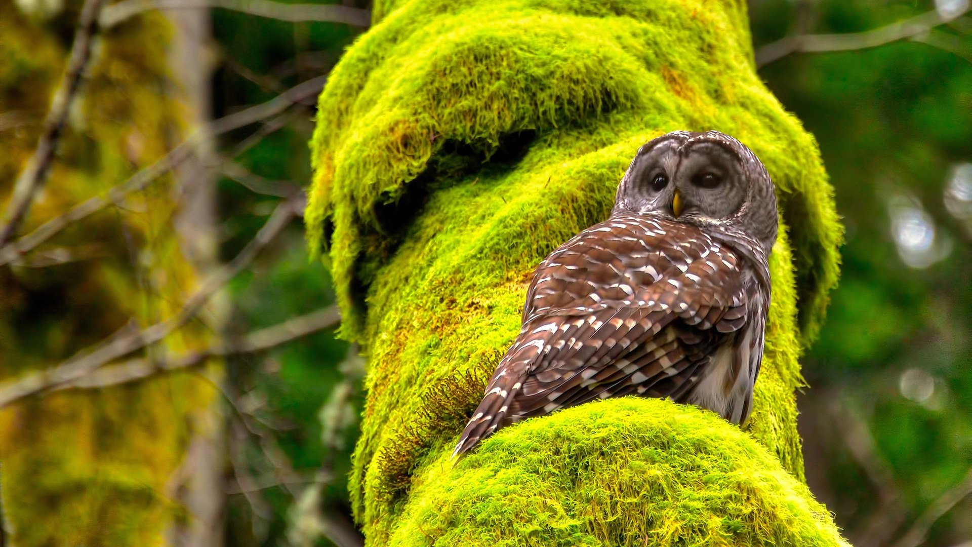 雷霆铁壁窒息步法，西亚卡姆孤星破云难救主