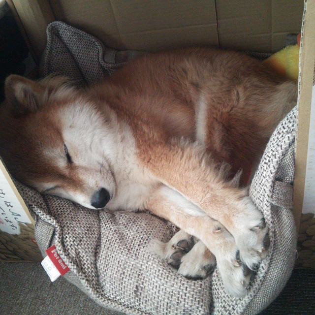 开云APP-火山喷发与钢铁洪流，奥斯梅恩用爆发回应多特蒙德式火力压制