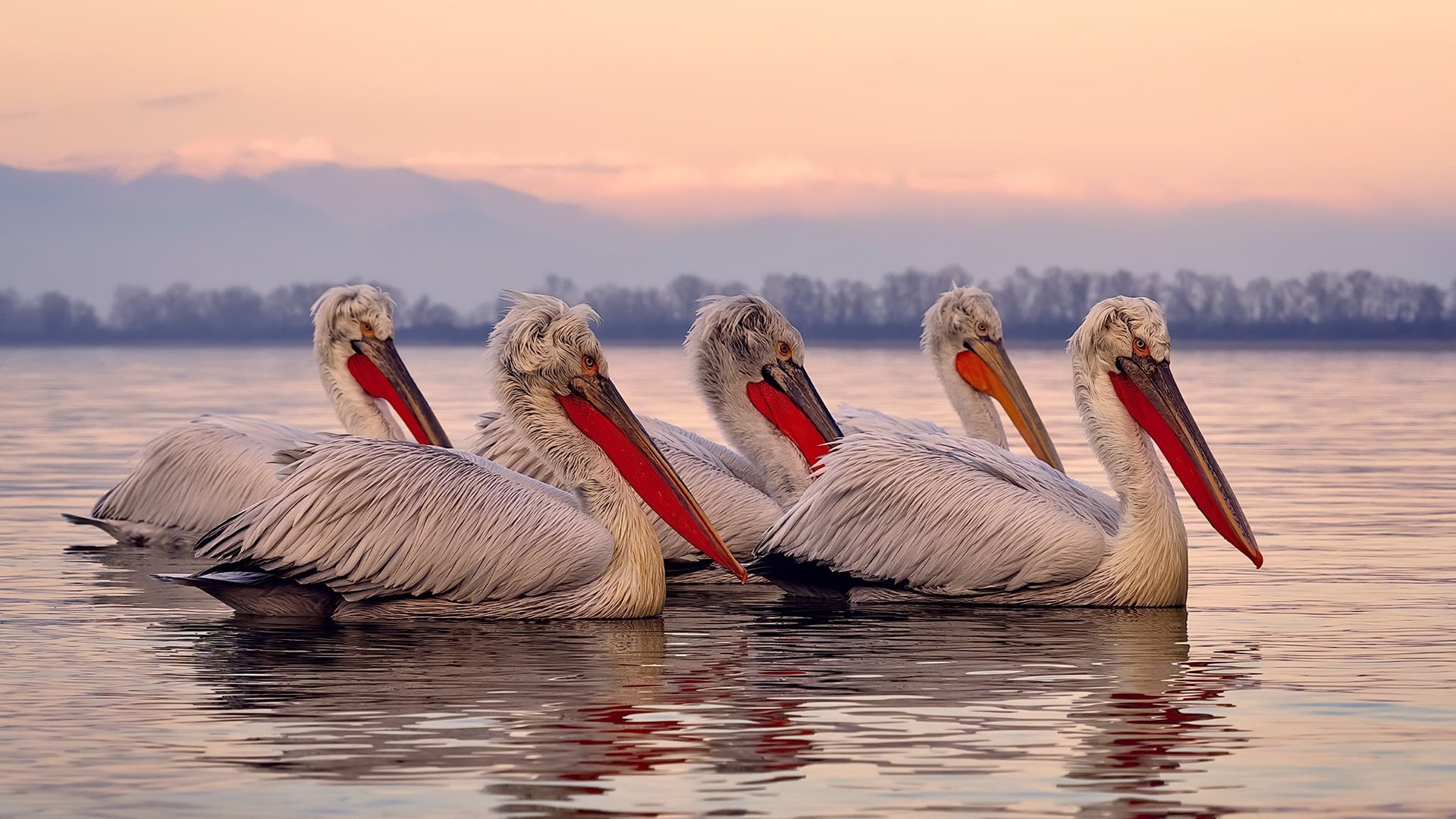 开云体育官网-辽宁狂飙击溃北京！贝恩35分诠释冠军级价值