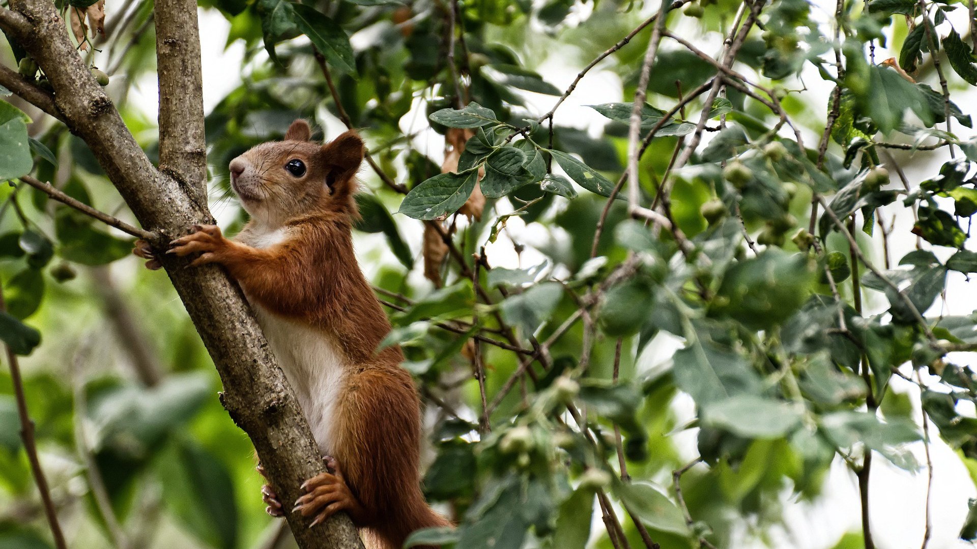开云体育下载-世界排名争夺战之夜，德布劳内关键回合不手软