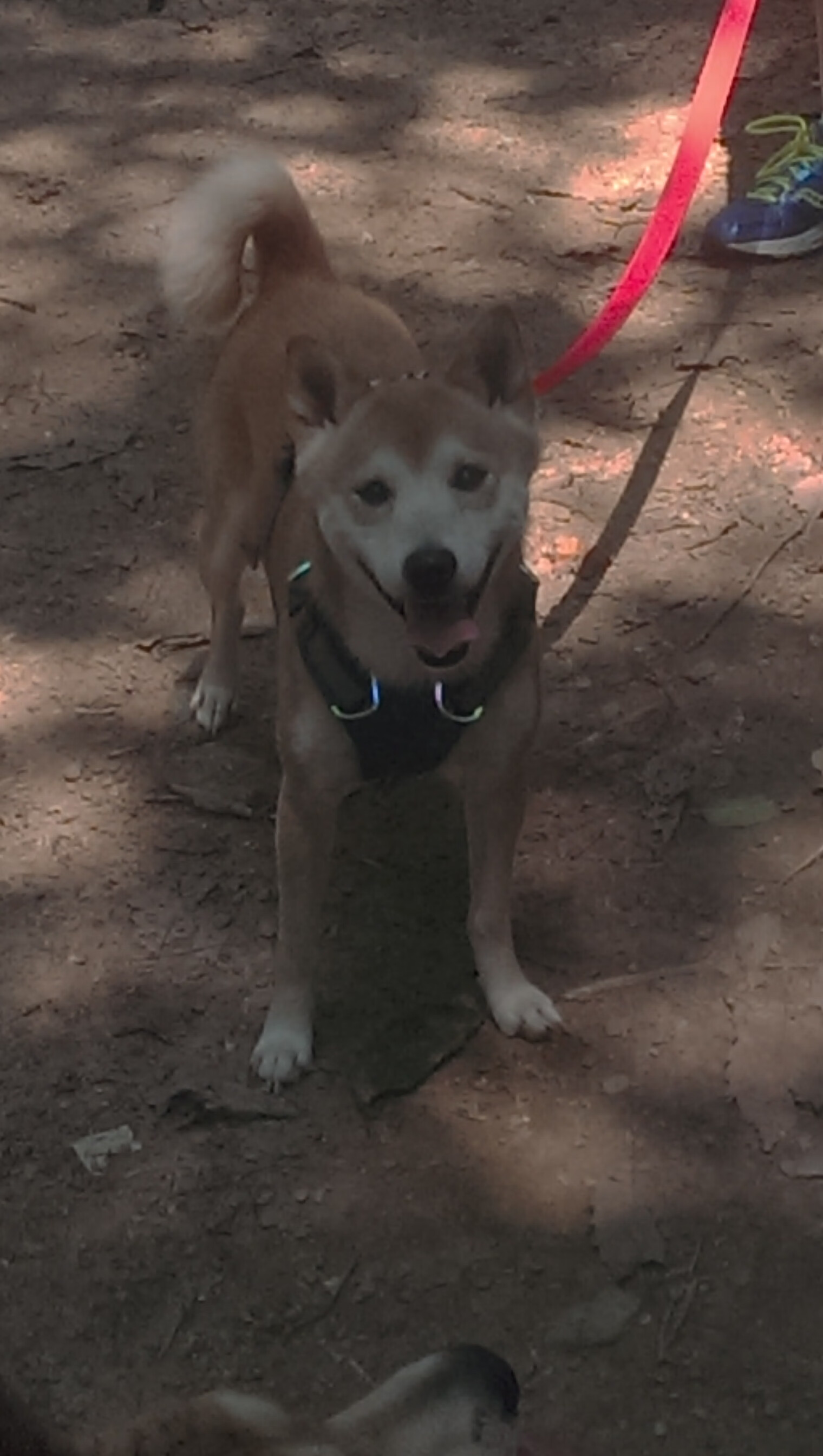 小贾伦引末节狂潮，森林狼一波流带走马刺