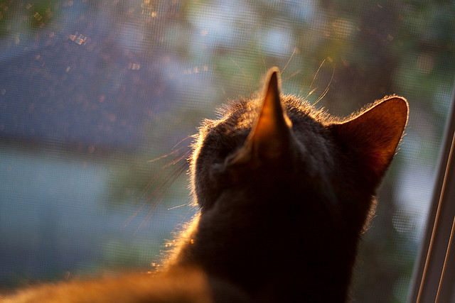 英格兰从卡塔尔凯旋，加克波英超争冠主宰赛场