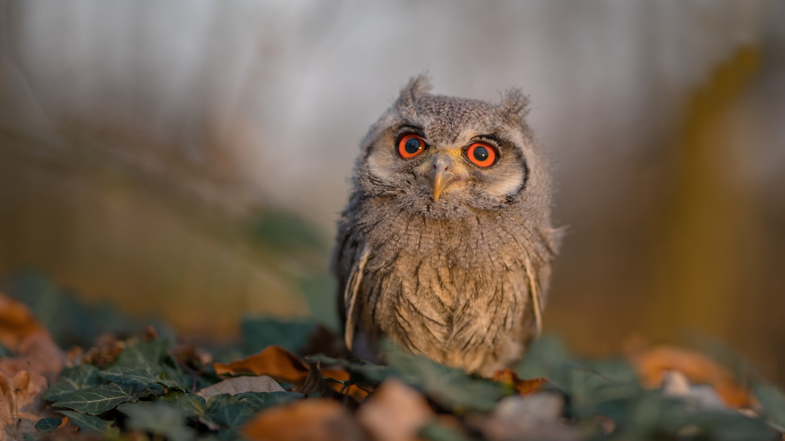开云体育登录-盐湖城永不遗忘的救赎
