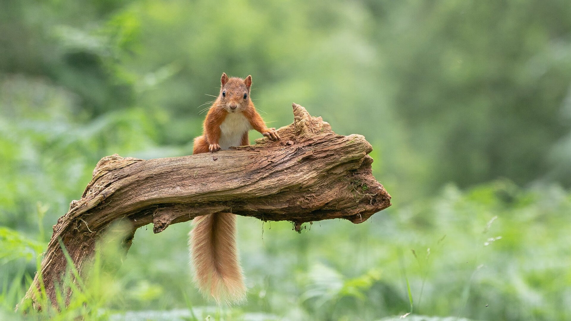 无争议最佳，切特改写新星定义，雄鹿爆冷折射争冠隐忧