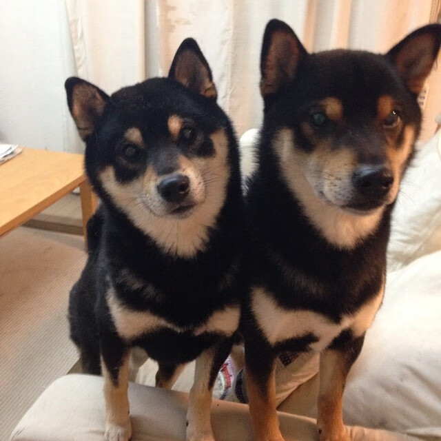 双线征服，当贝林厄姆在温布利加冕，哥伦比亚在美洲杯奏响钢铁蓝调