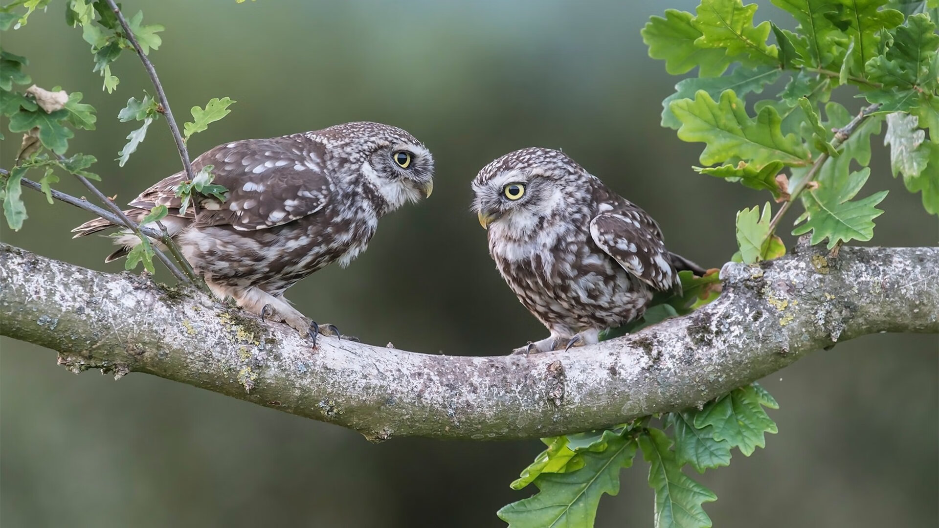 压力下的神祇降临，阿尔瓦雷斯绝境爆发，巴黎血拼曼城惊魂夜