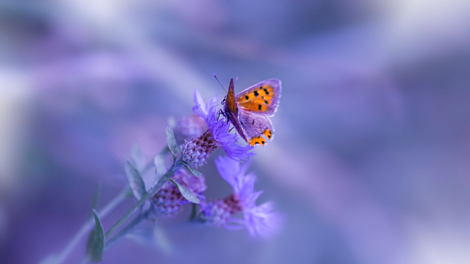 克莱擎天柱，奇才生死战逆转76人