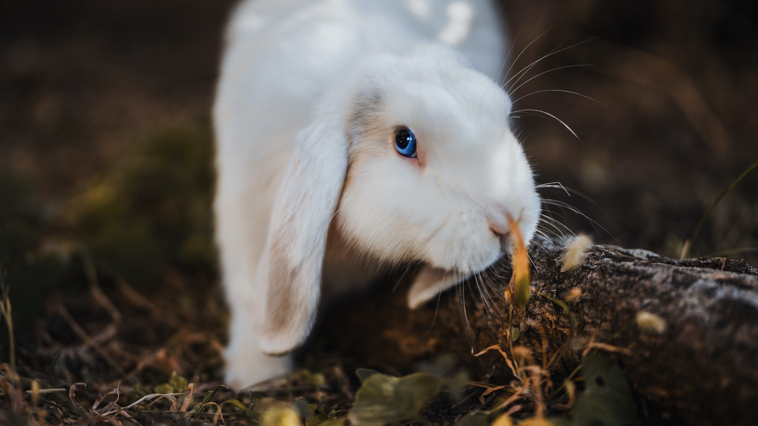 双线狂飙，基耶萨的怒吼与南非战车的碾压式终结