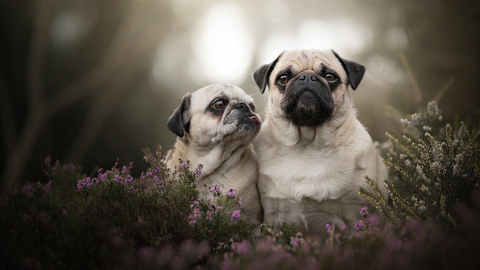 开云体育下载-冰火之歌，克莱刀锋与掘金节奏的双重奏