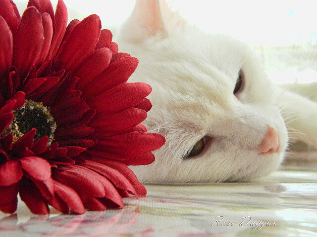 开云下载-奥运周期关键战之夜，皮克统治级数据闪耀，铸就传奇防线