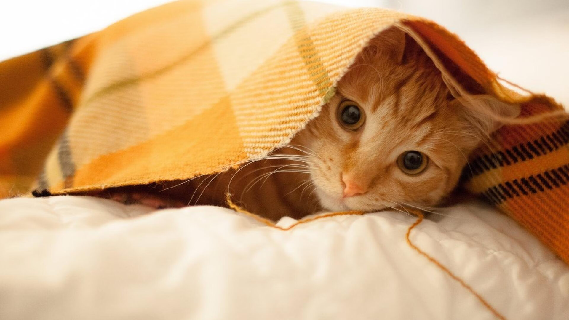 开云下载-地缘博弈与球场统治，当沙特收割冰岛遇见门迪的欧冠之夜