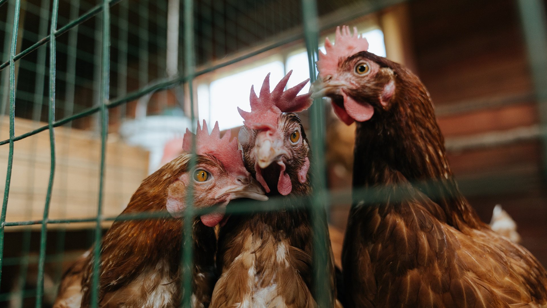 节奏致胜，黄蜂掌控比赛力克快船，西亚卡姆用实力回击质疑