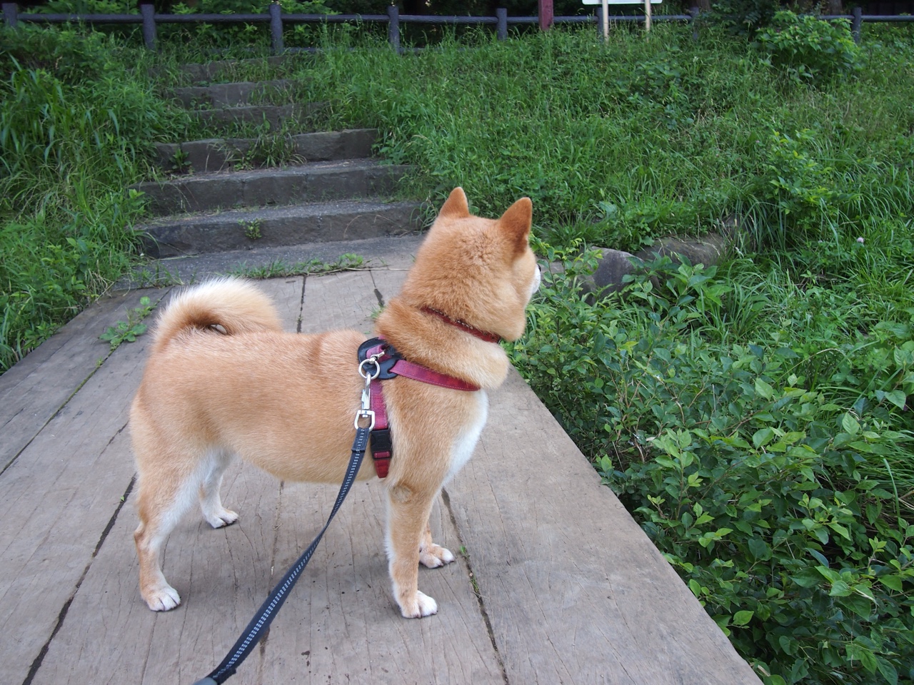 开拓者决胜局带走雷霆，恩比德惊艳四座—NBA季后赛的星光璀璨
