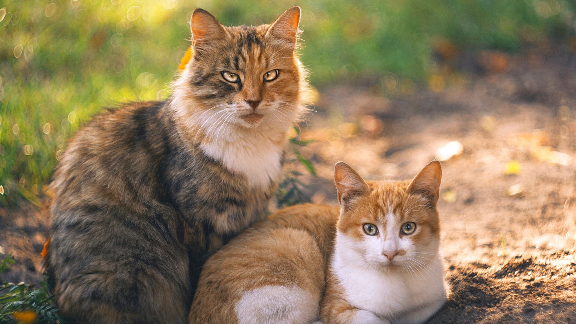 恩佐稳如磐石不掉线，阿根廷鏖战力克几内亚