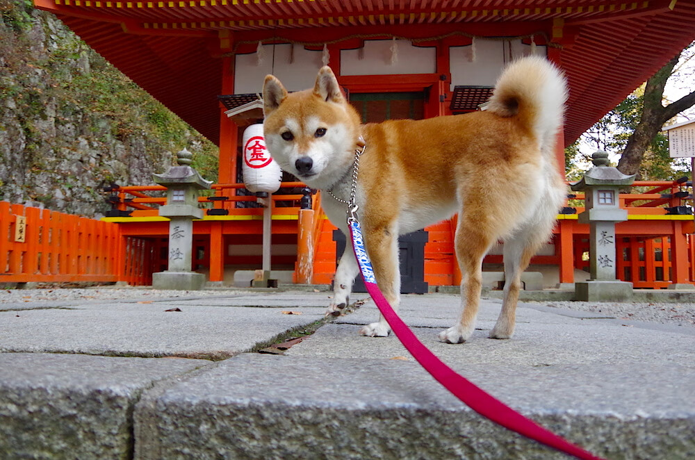 决胜时刻的英雄，米切尔领军步行者力克黄蜂